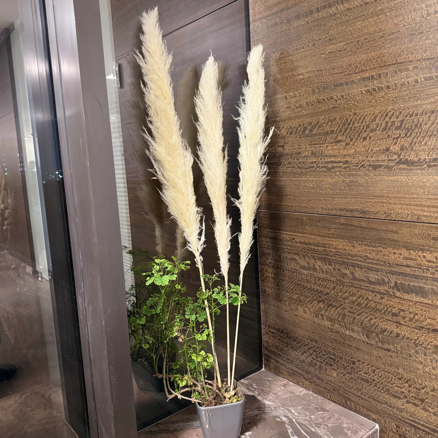 Jumbo Super Fluffy Pampas (3 Sticks)