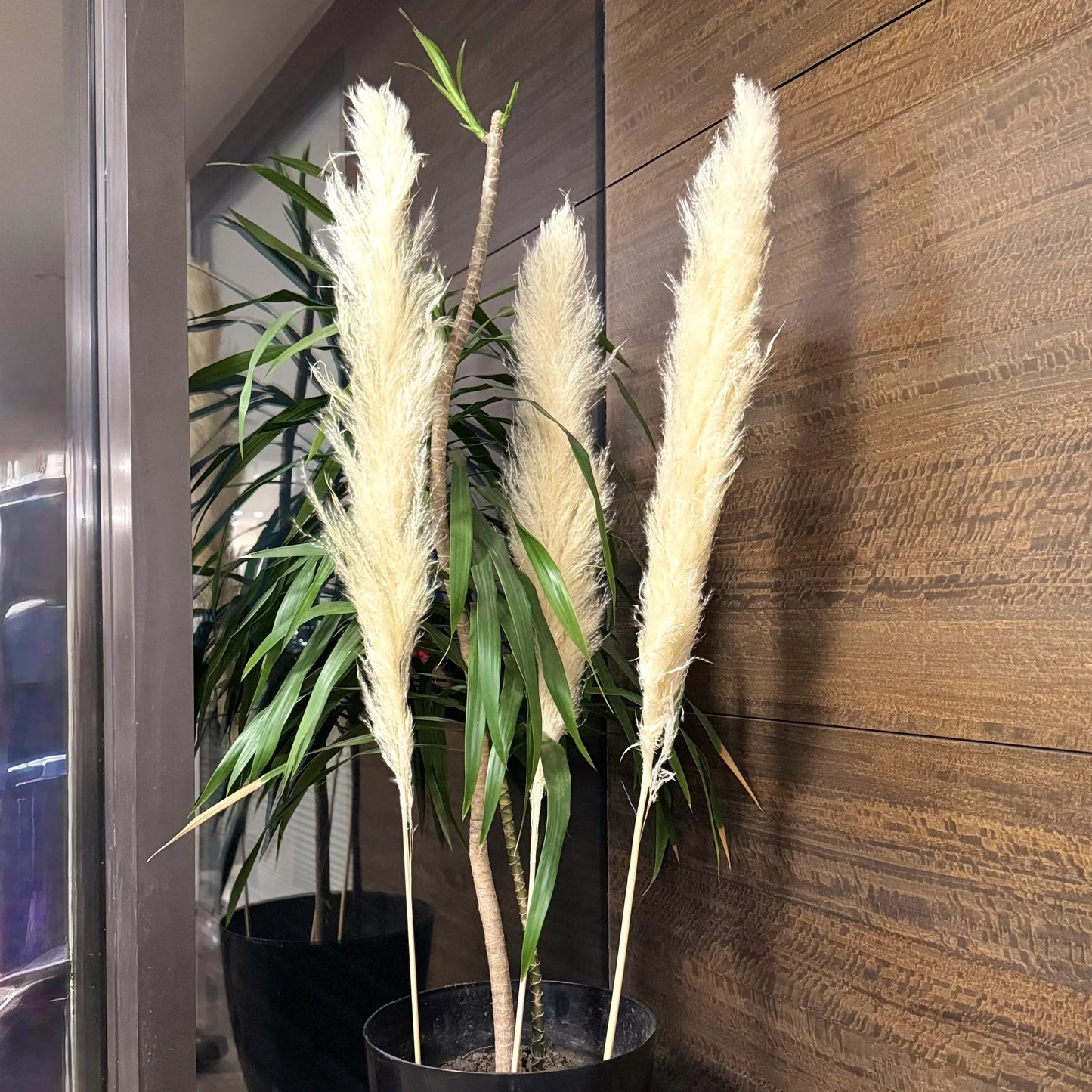 Jumbo Super Fluffy Pampas (3 Sticks)