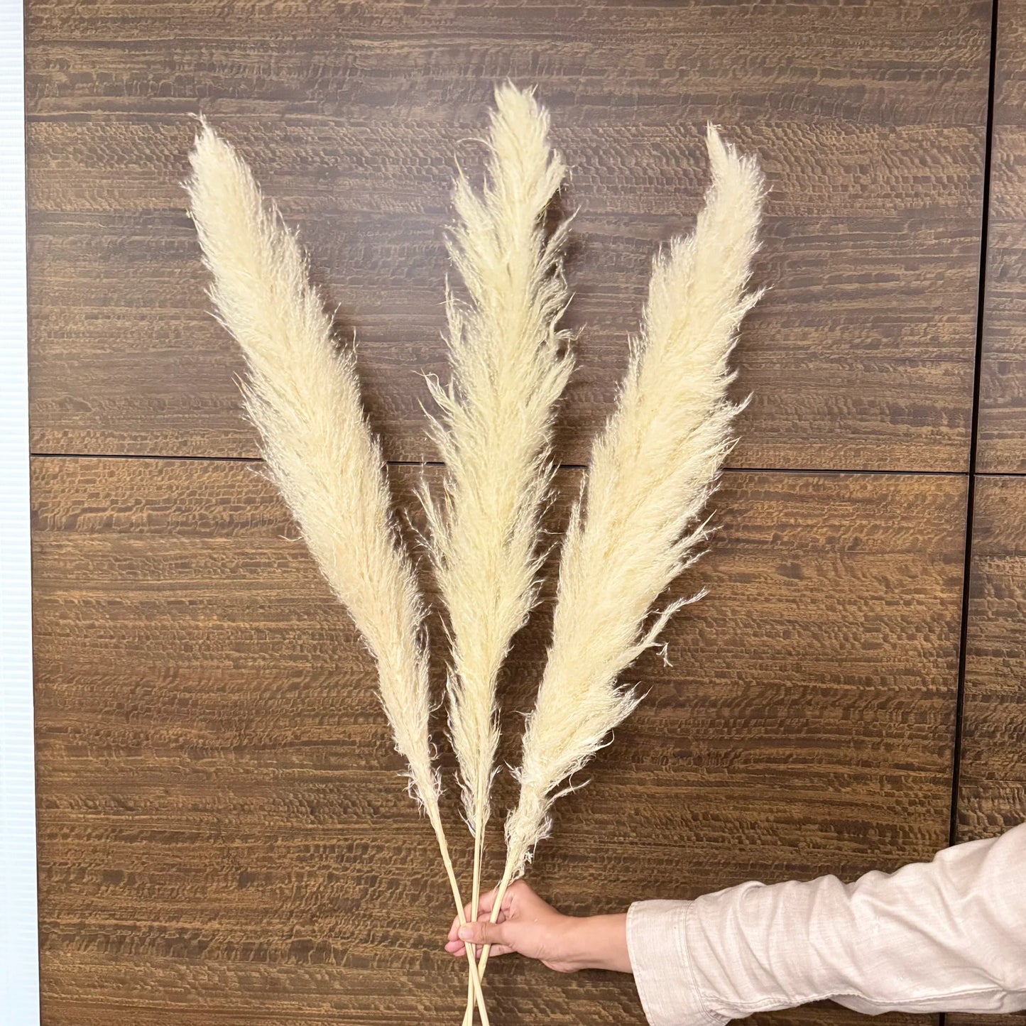 Jumbo Super Fluffy Pampas (3 Sticks)