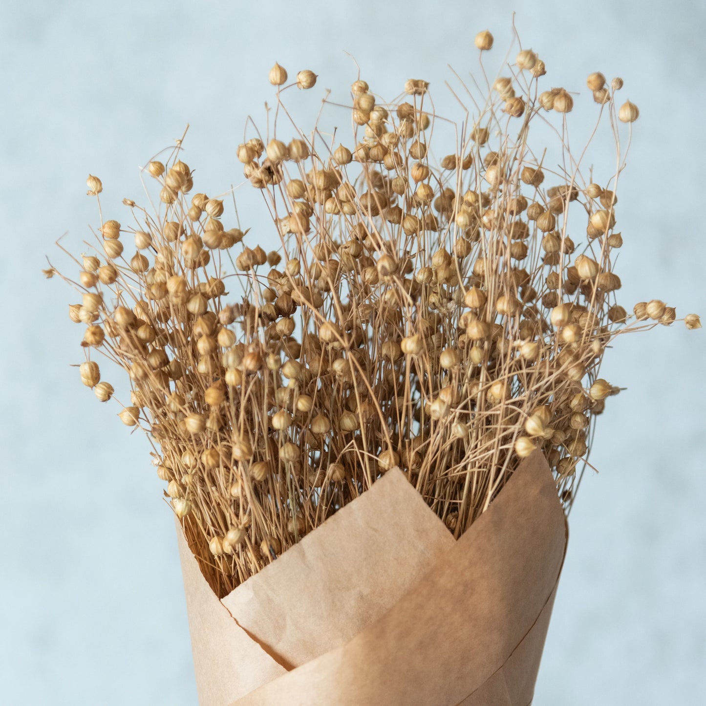 Lino Grass (100 Grams)- Natural