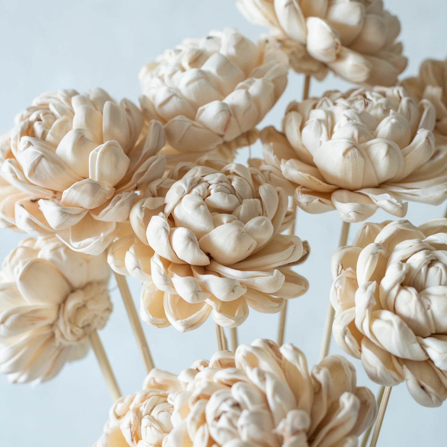 Blush Pink & White Sola Gardenia On Stem ( 5-5 Sticks )