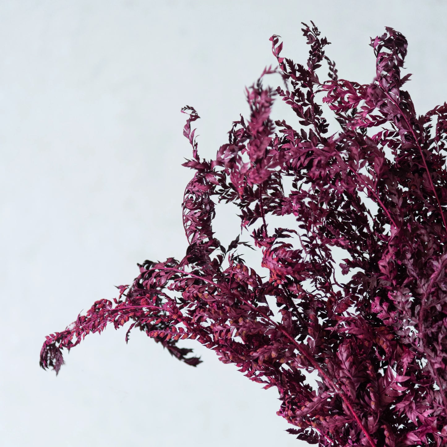 Fern Leaves (12 Pcs)