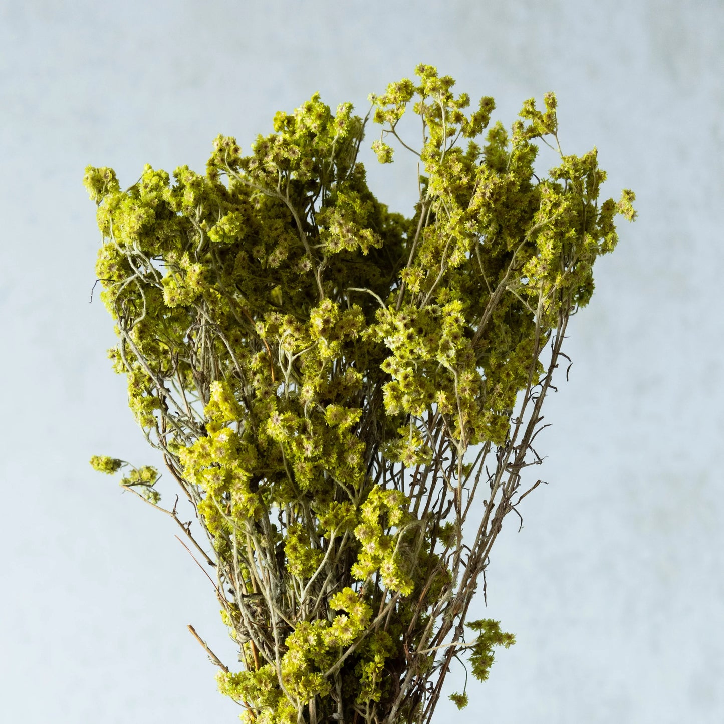 Neon Green Everlasting Gypsy Bunch