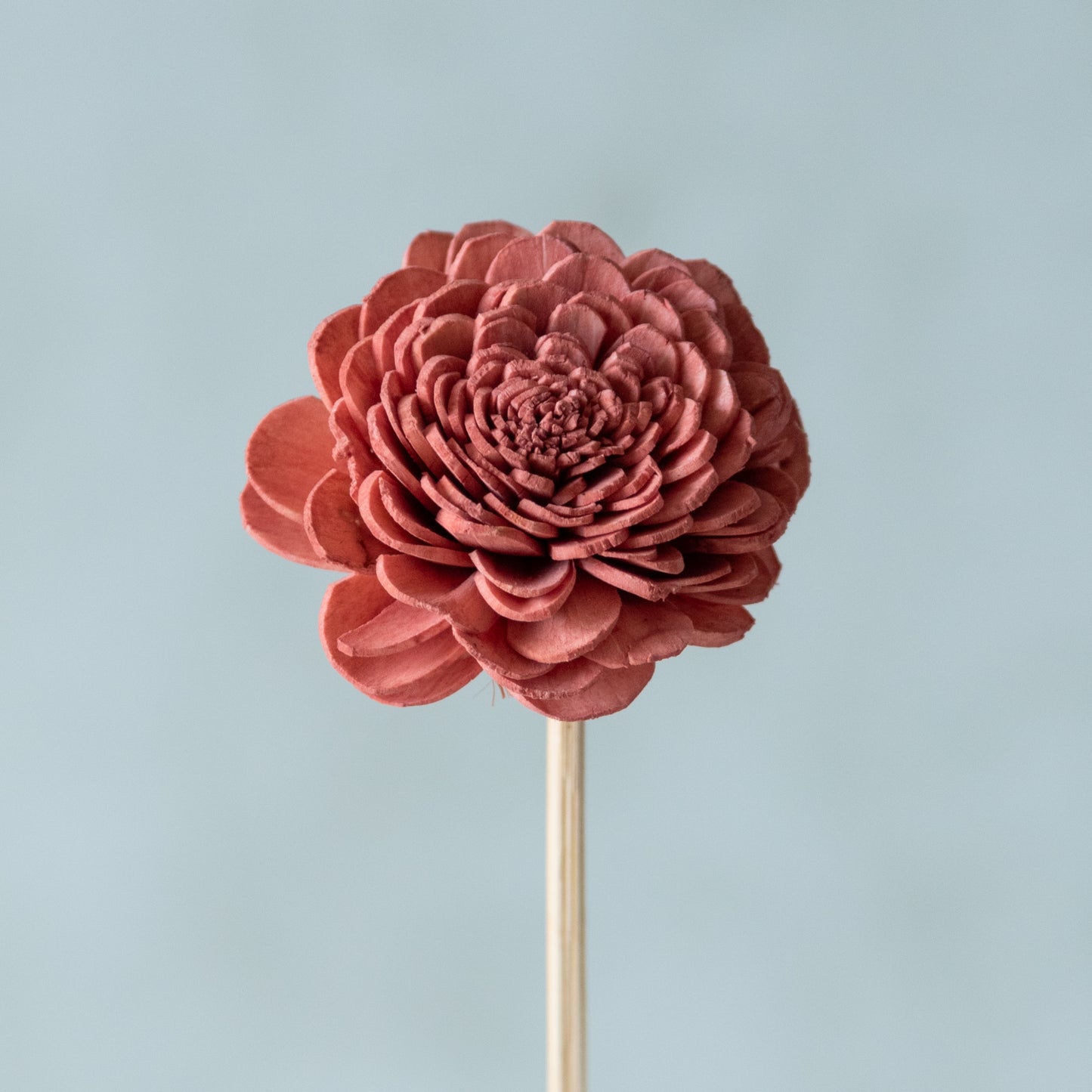 Rustic Pink Sola Belly Flower Sticks (10 sticks)