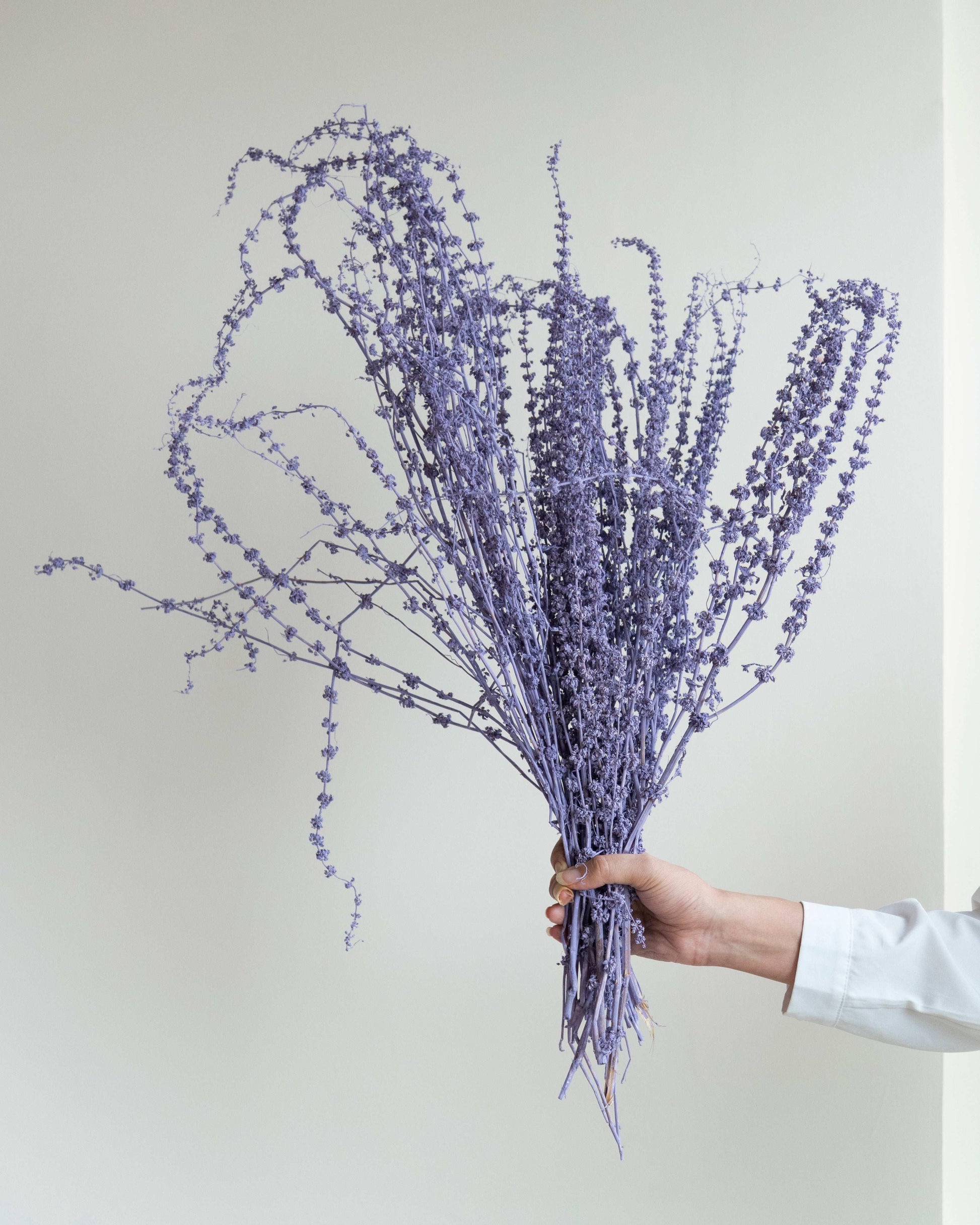 Lavender Stag Grass (50 Pcs)