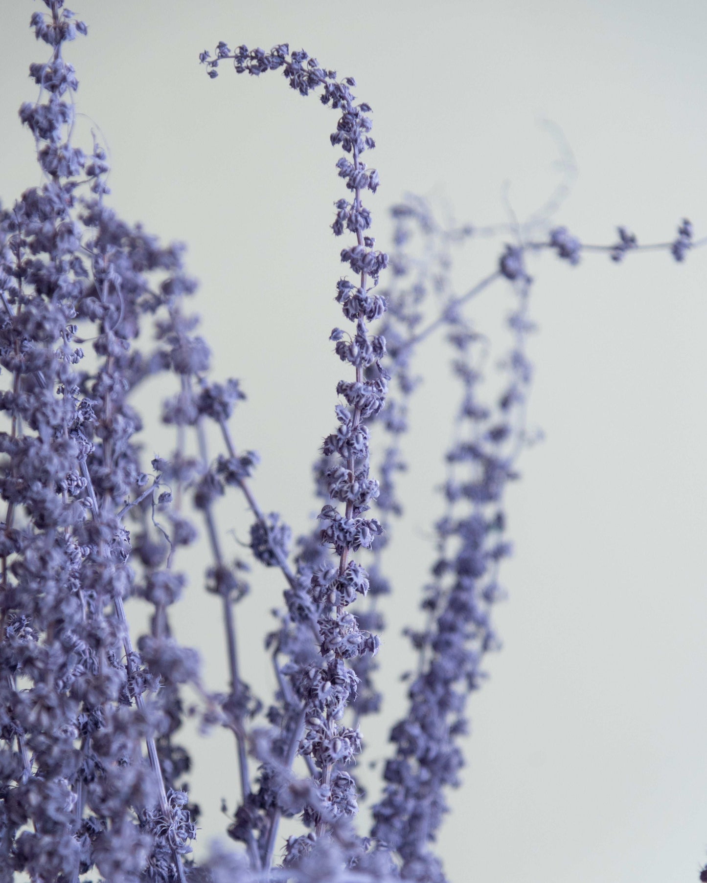 Lavender Stag Grass (50 Pcs)