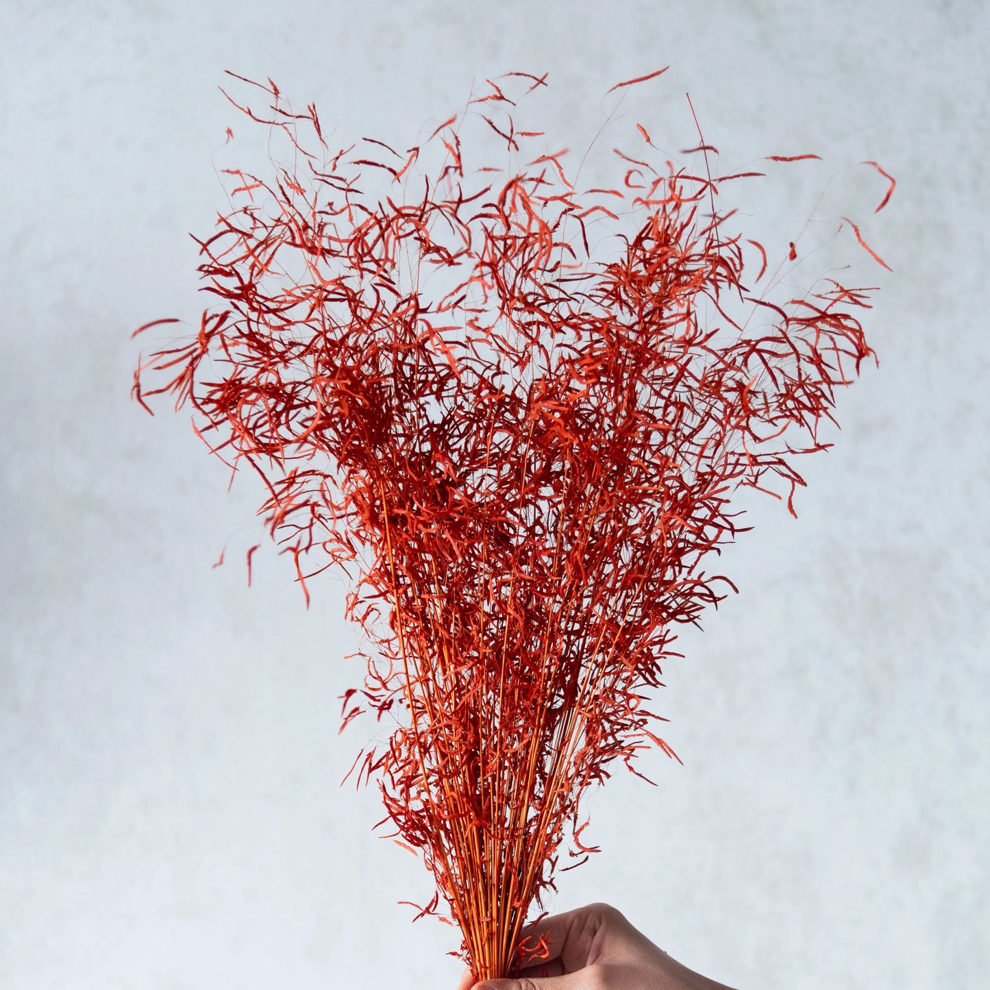 Orange Tiger Grass (100 Grams)