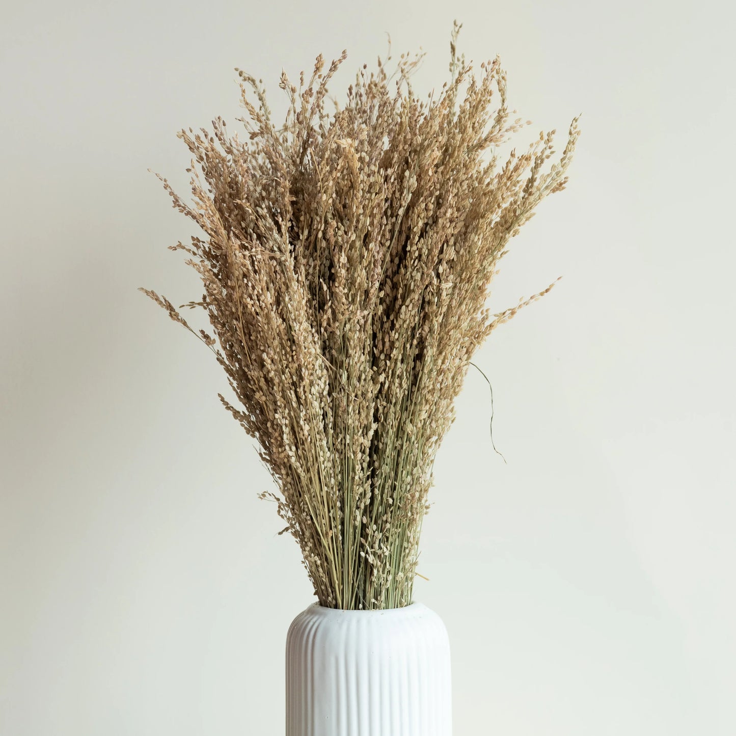 Star Grass (100 Grams)