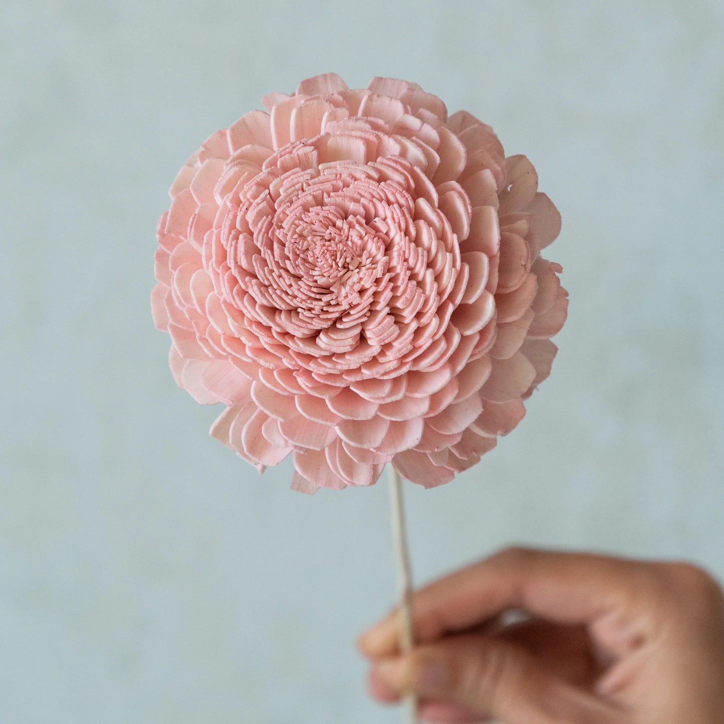 Blush Pink Belly Sola Wood Flowers Sticks (10 Sticks)