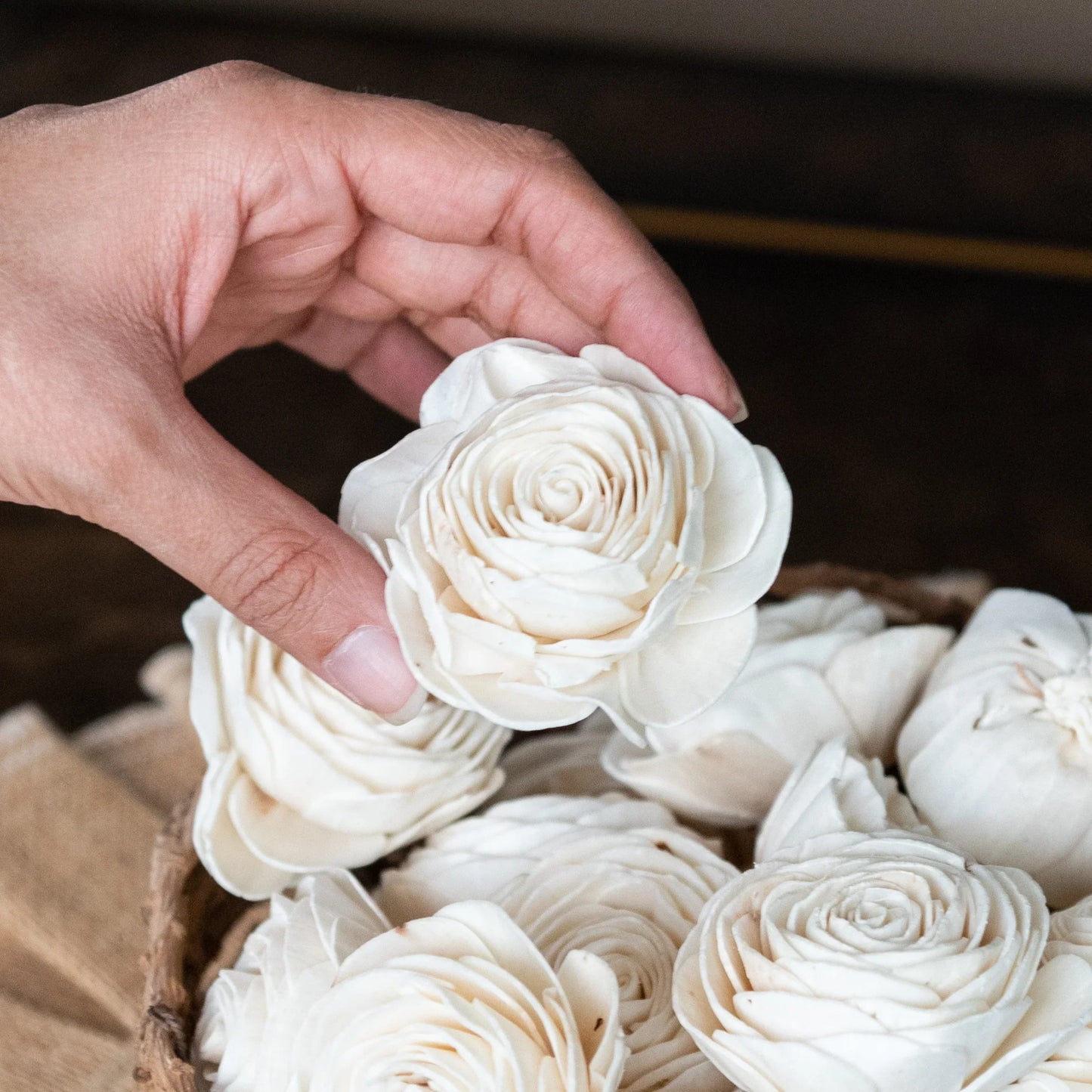 Sola Beauty Rose Flower 8 cm (Pack of 10)