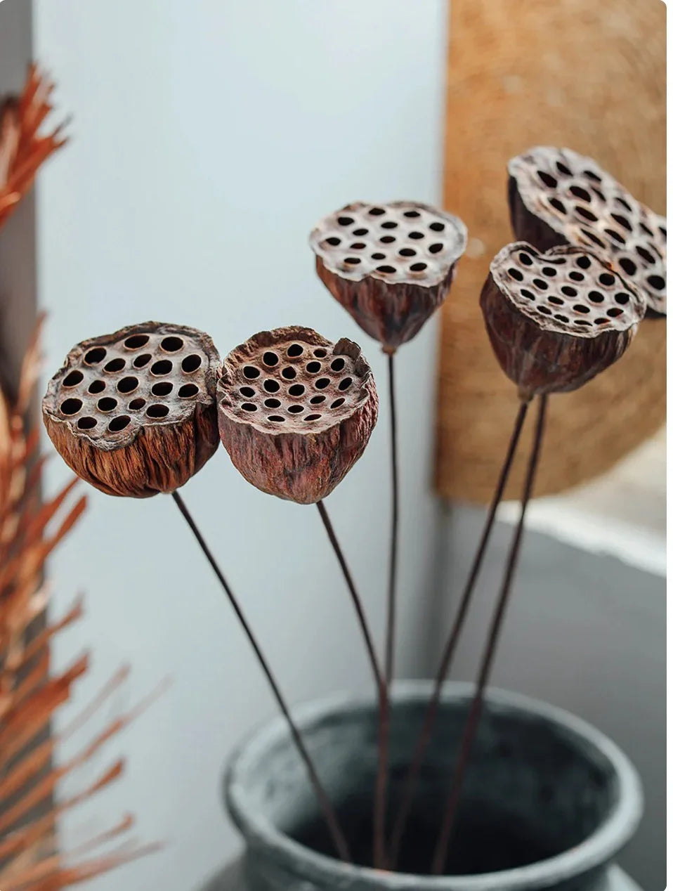 Small Lotus Pod Sticks (Pack of 10 pcs)