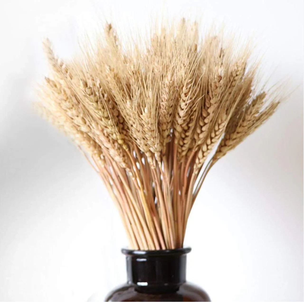 Wheat Grass (100 Grams)