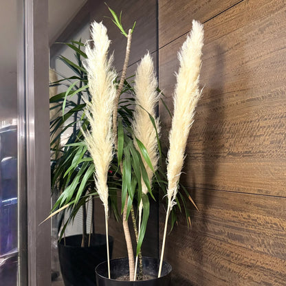 Jumbo Super Fluffy Pampas (3 Sticks)