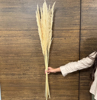 White foxtail pampas grass (Pack of 10 Sticks)