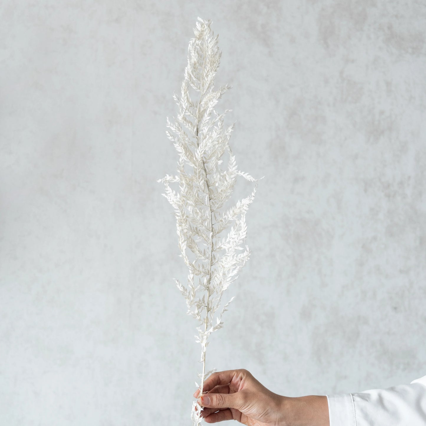 White Fern Leaves (12 Pcs)