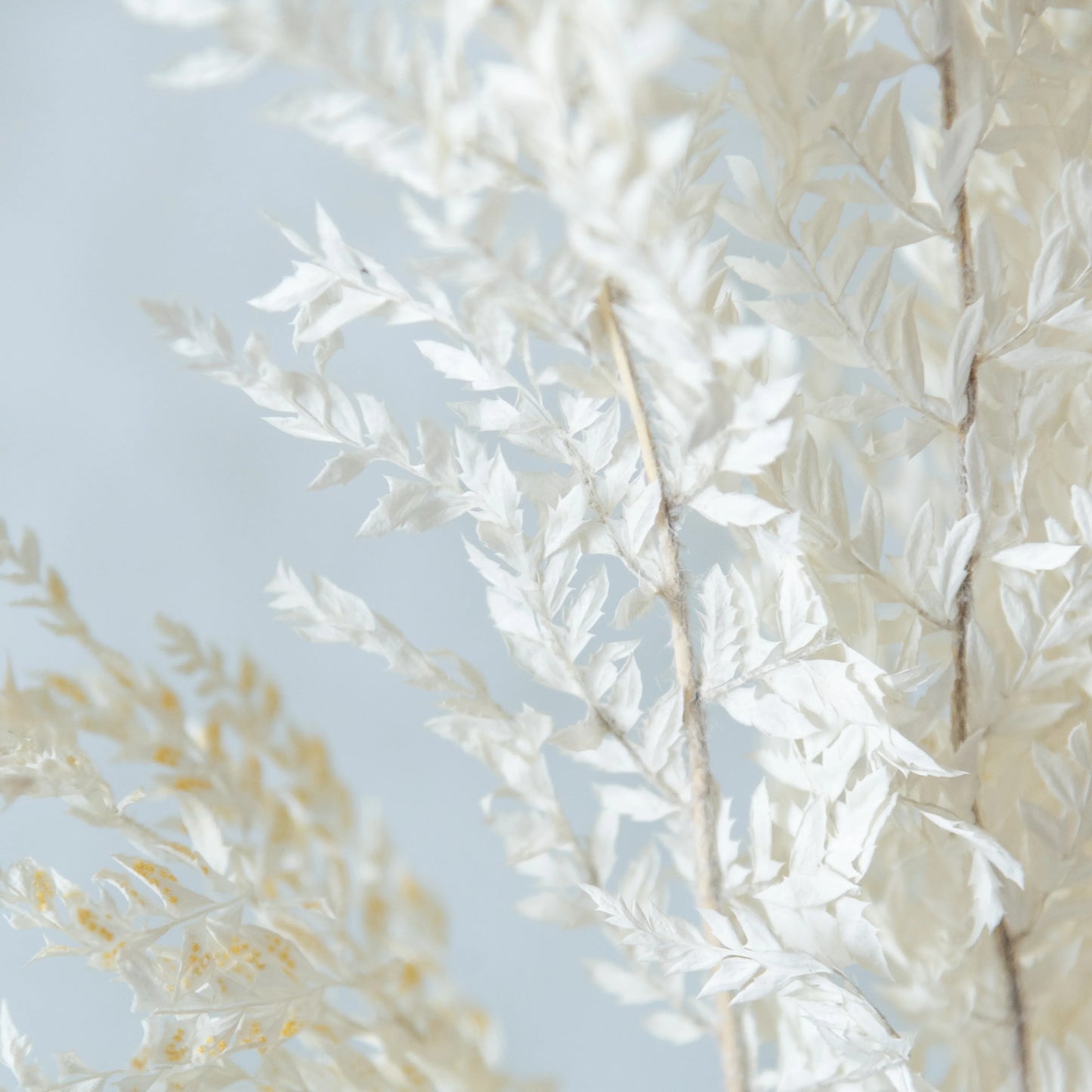 White Fern Leaves (12 Pcs)