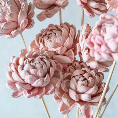 Blush Pink & White Sola Gardenia On Stem ( 5-5 Sticks )