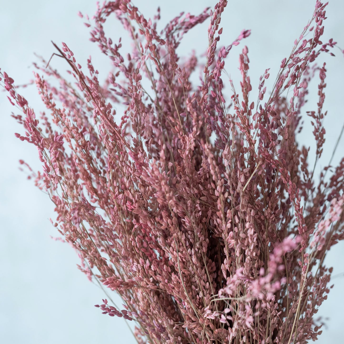 Pink Star Grass (100 Grams)