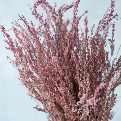 Pink Star Grass (100 Grams)