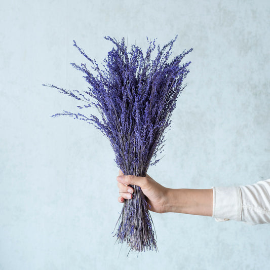 Purple Star Grass (100 Grams)