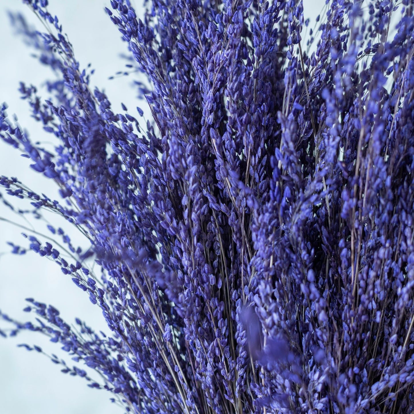 Purple Star Grass (100 Grams)