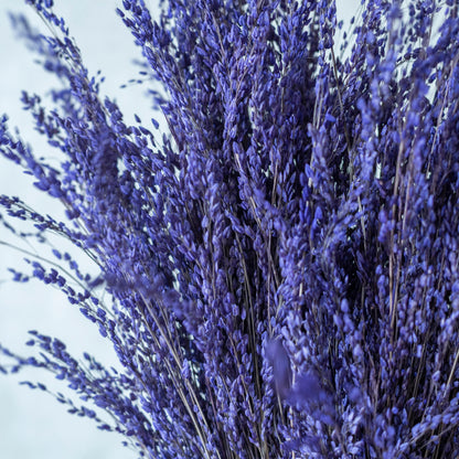 Purple Star Grass (100 Grams)