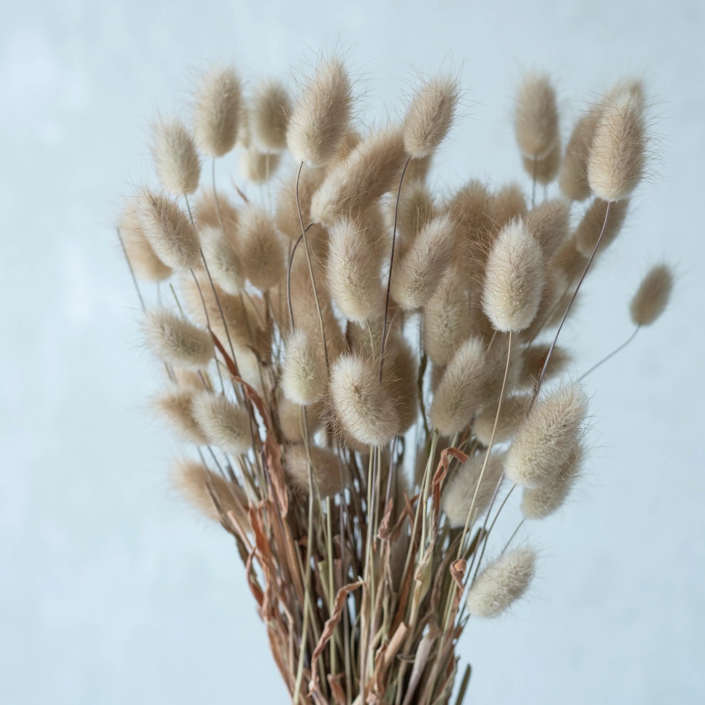 Natural Bunny Tails (50 pcs)