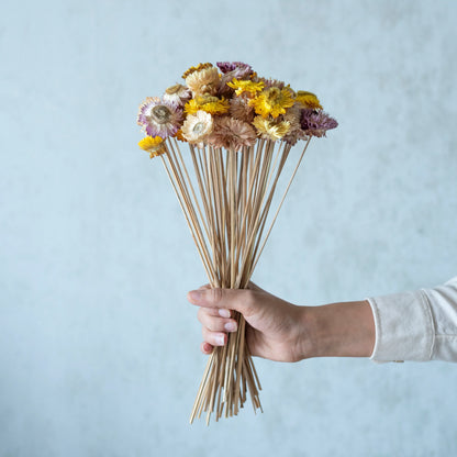 Straw Flower Bunch