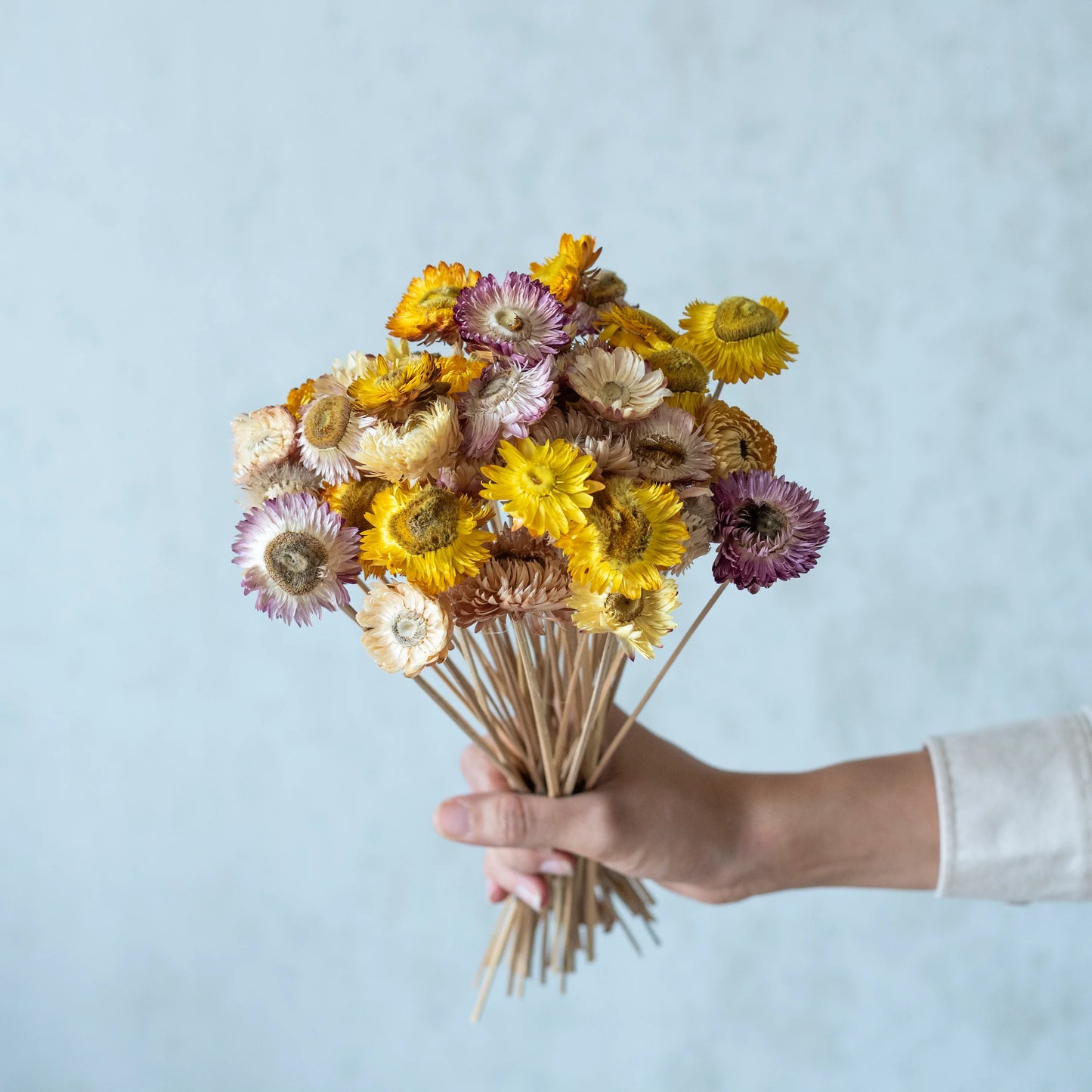 Straw Flower Bunch