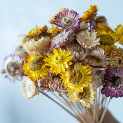 Straw Flower Bunch