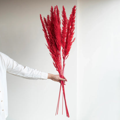 Crimson Red Glow Pampas Grass (Pack of 10 Sticks)