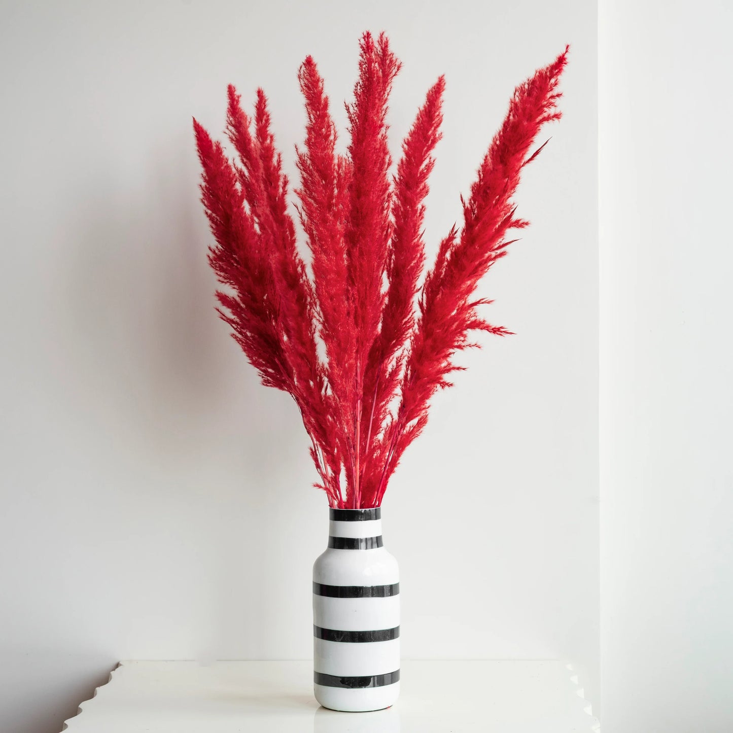 Crimson Red Glow Pampas Grass (Pack of 10 Sticks)