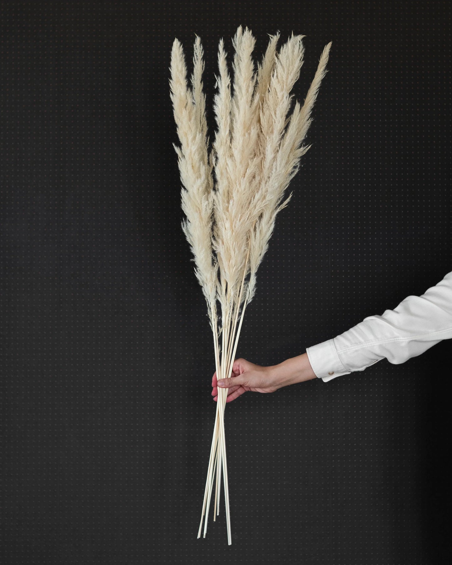 White foxtail pampas grass (Pack of 10 Sticks)