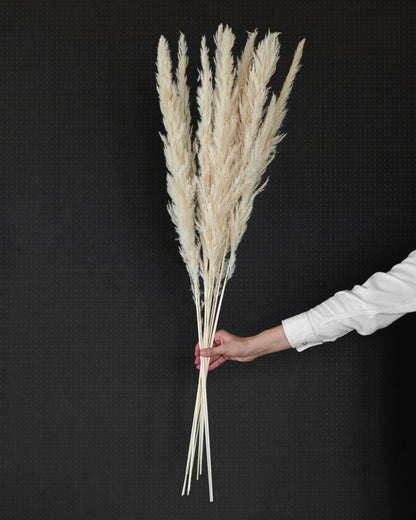 White foxtail pampas grass (Pack of 10 Sticks)