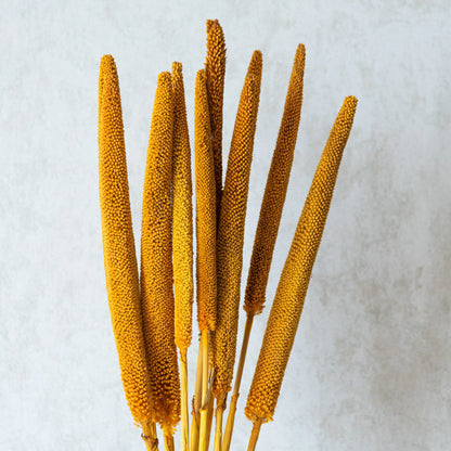 Mustard Millet Sticks (Set of 10)