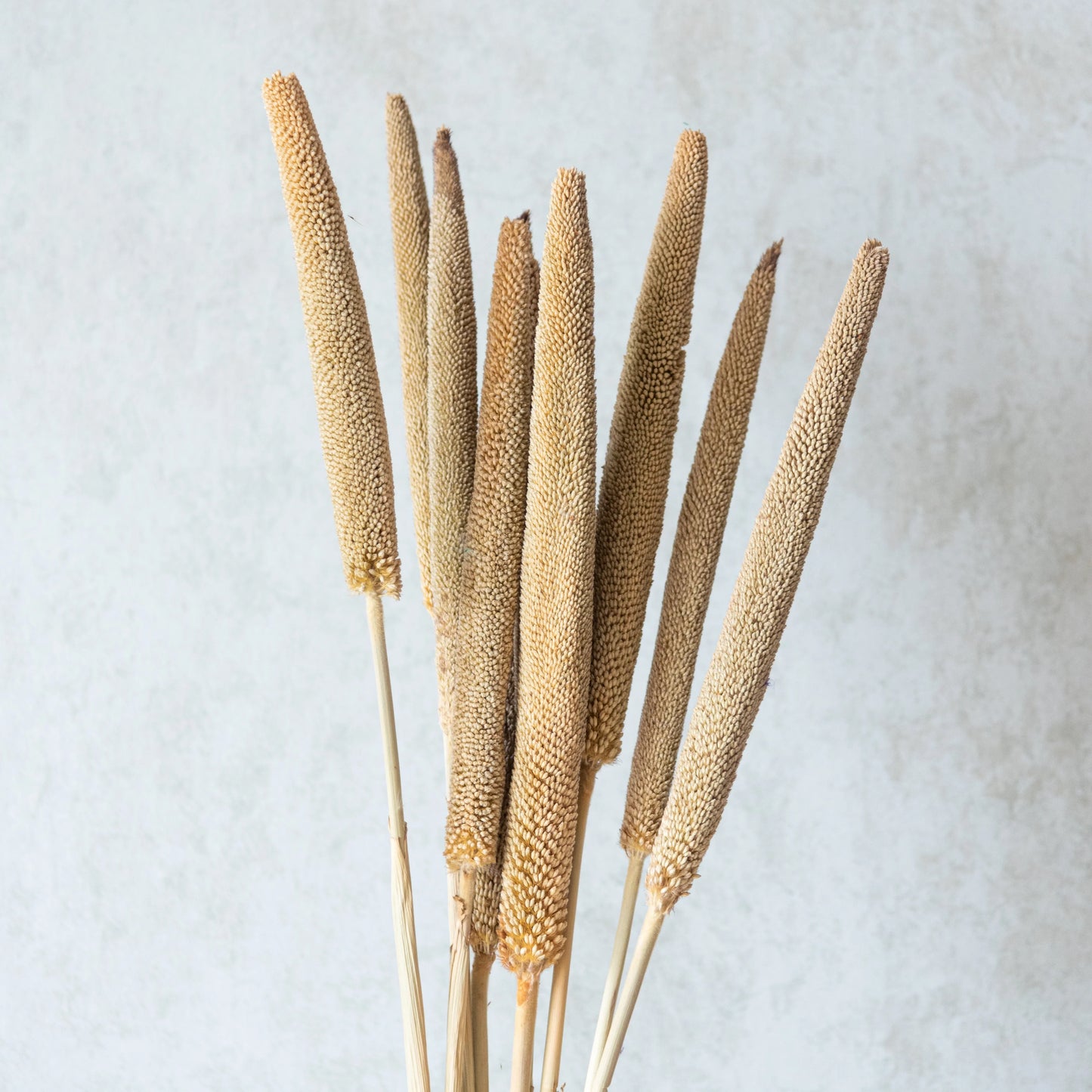 Beige Millet Sticks (Set of 10)