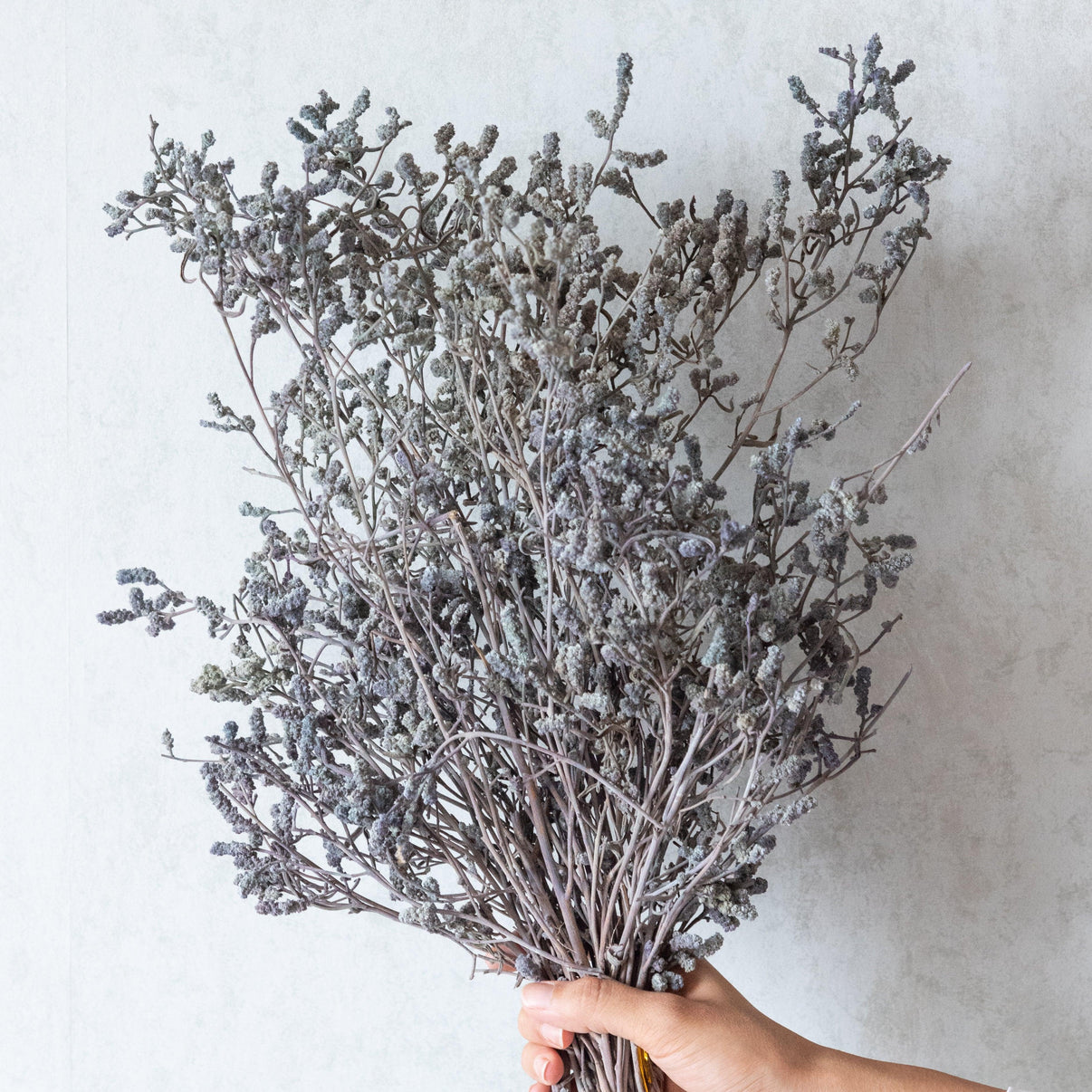 Grey Dried German Statice Grass (100 Grams) Flowers and Fillers