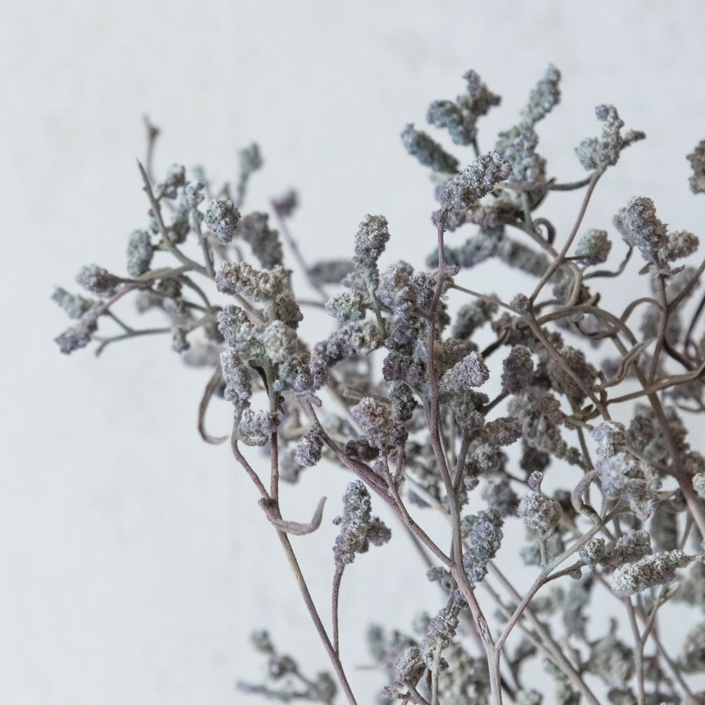 Grey Dried German Statice Grass (100 Grams)