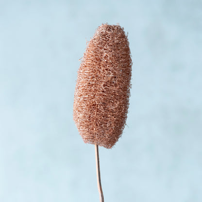 Decorative Luffa Sticks