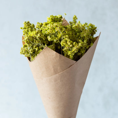 Neon Green Everlasting Gypsy Bunch