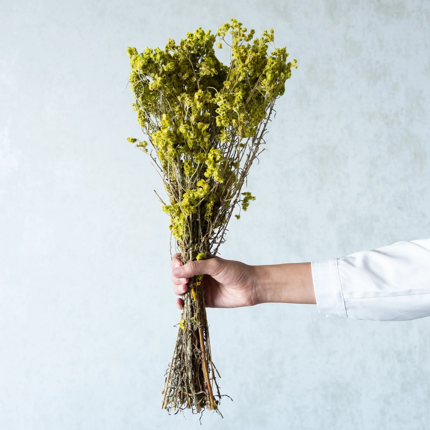 Neon Green Everlasting Gypsy Bunch