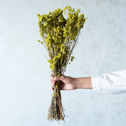 Neon Green Everlasting Gypsy Bunch