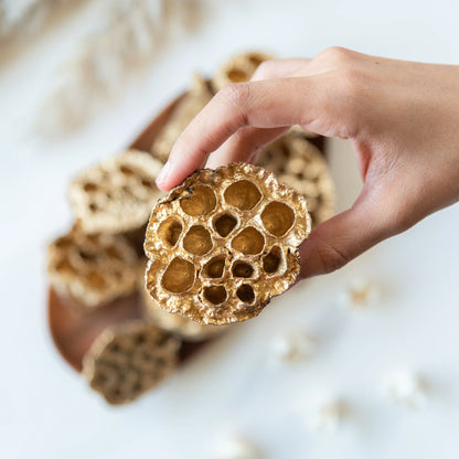 Golden Lotus Pods (Pack Of 10)