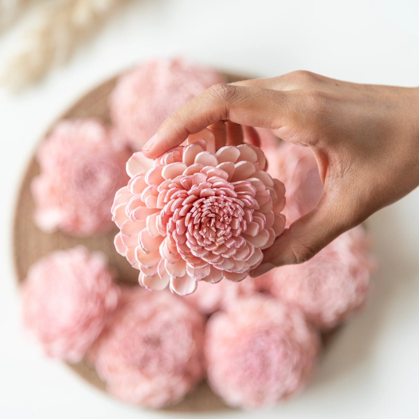 Blush Pink Sola Belly Flower 8 cm (Pack of 10)
