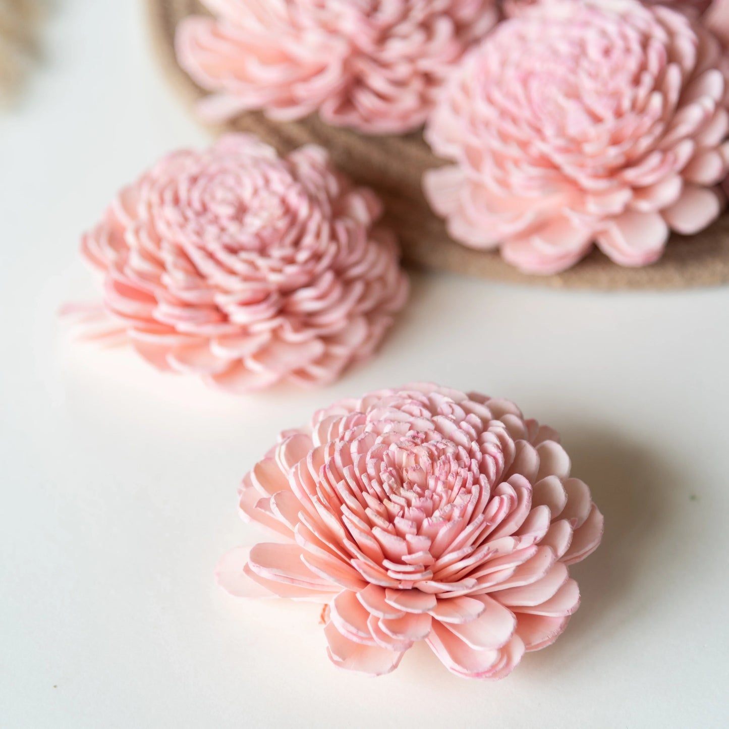 Blush Pink Sola Belly Flower 8 cm (Pack of 10)