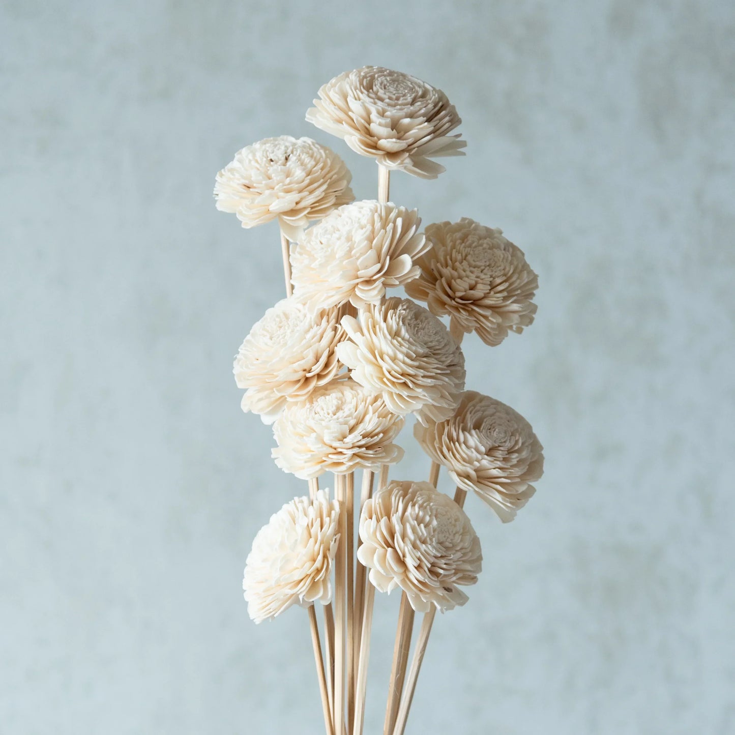 White Sola Belly Flower Sticks (10 Sticks)