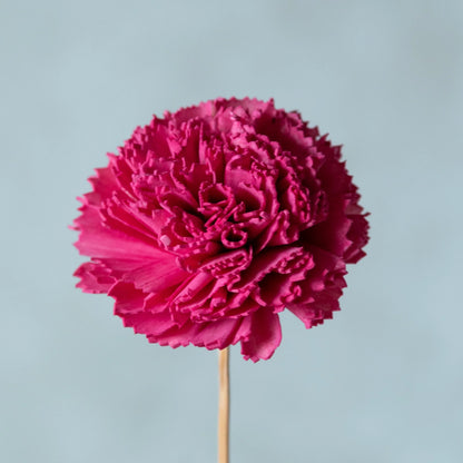Hot Pink Carnation Sola Flower Sticks (10 sticks)