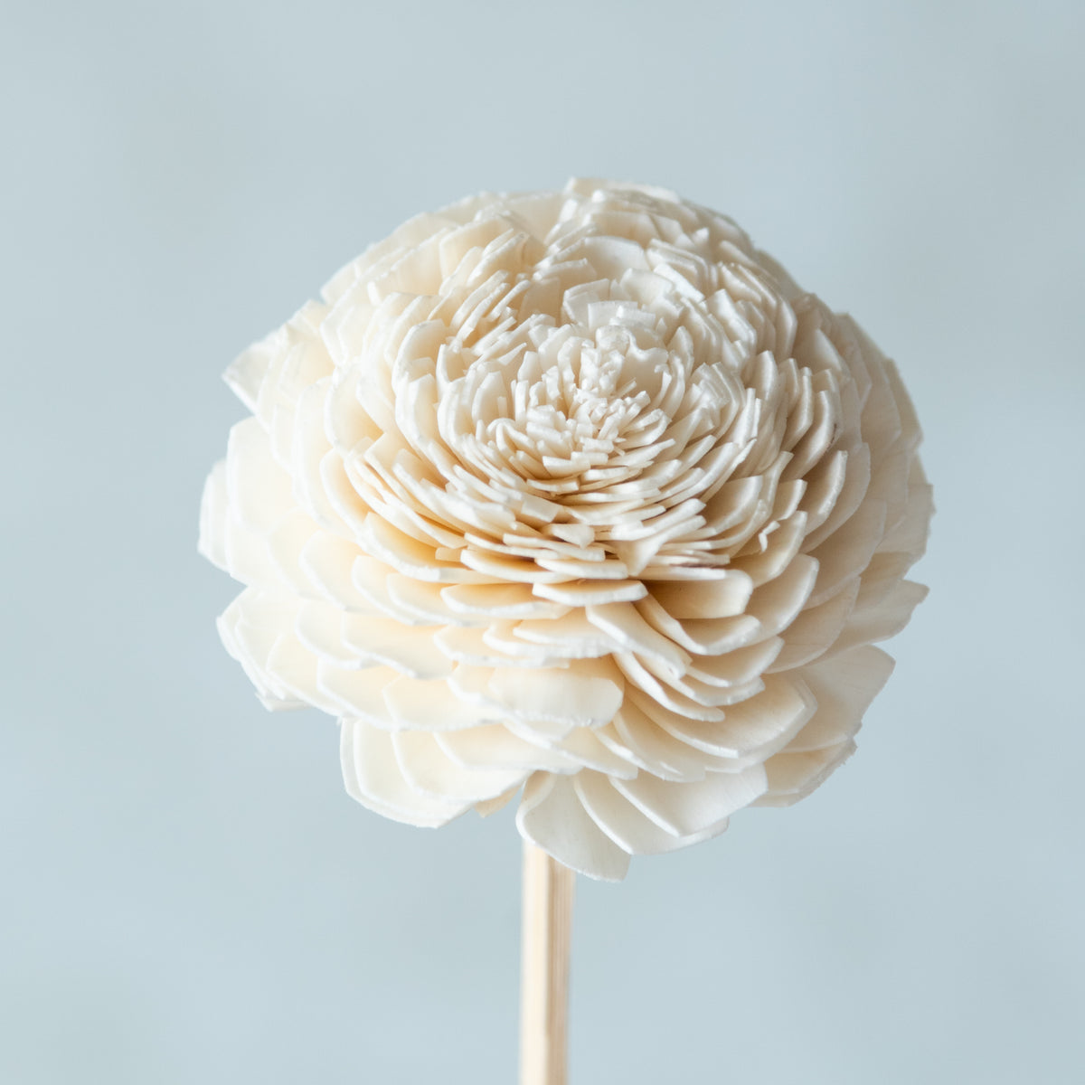White Sola Belly Flower Sticks (2 Sticks)- BYOB