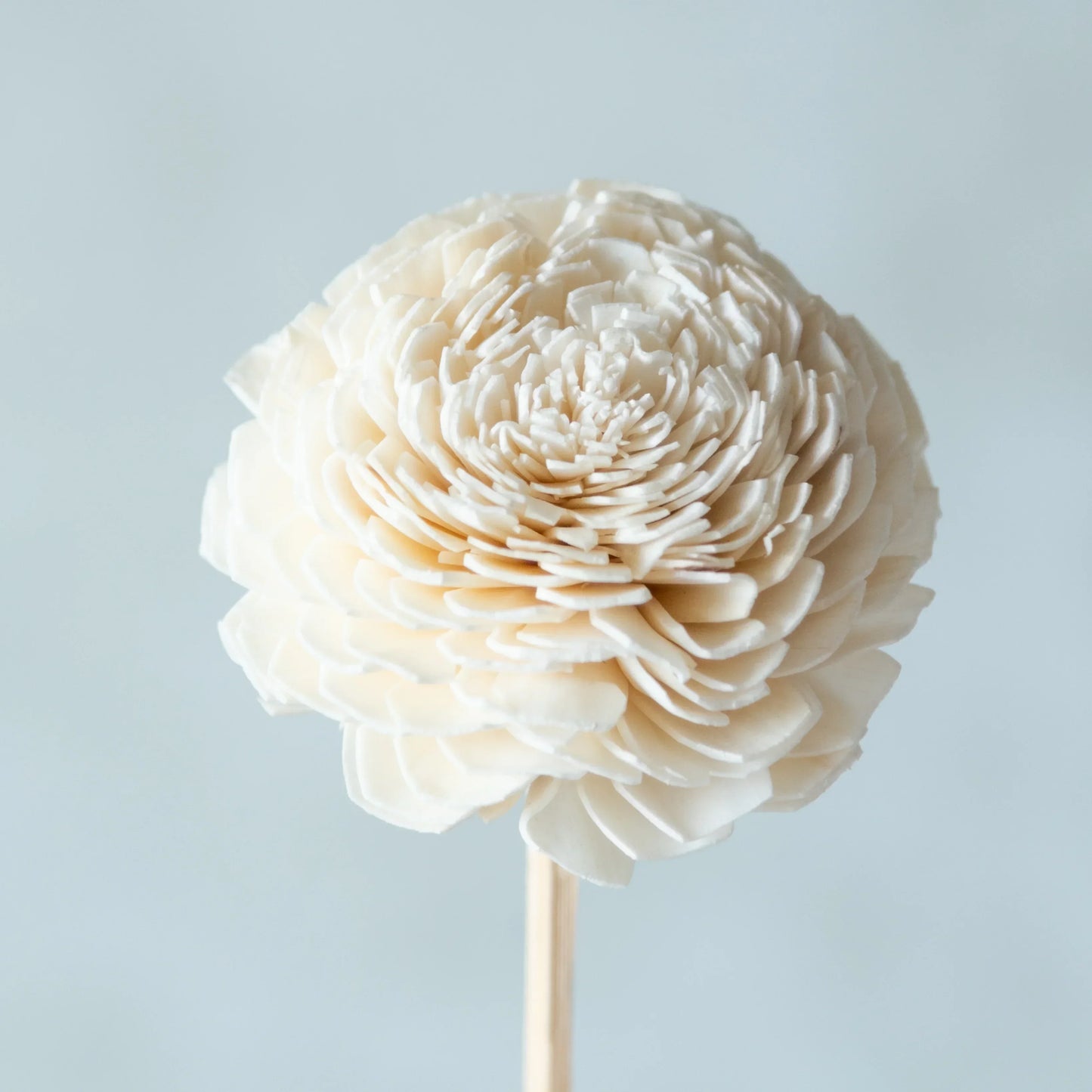 White Sola Belly Flower Sticks (10 Sticks)