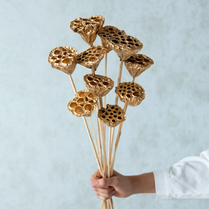 Golden Lotus Pods On Stems (Pack Of 10)